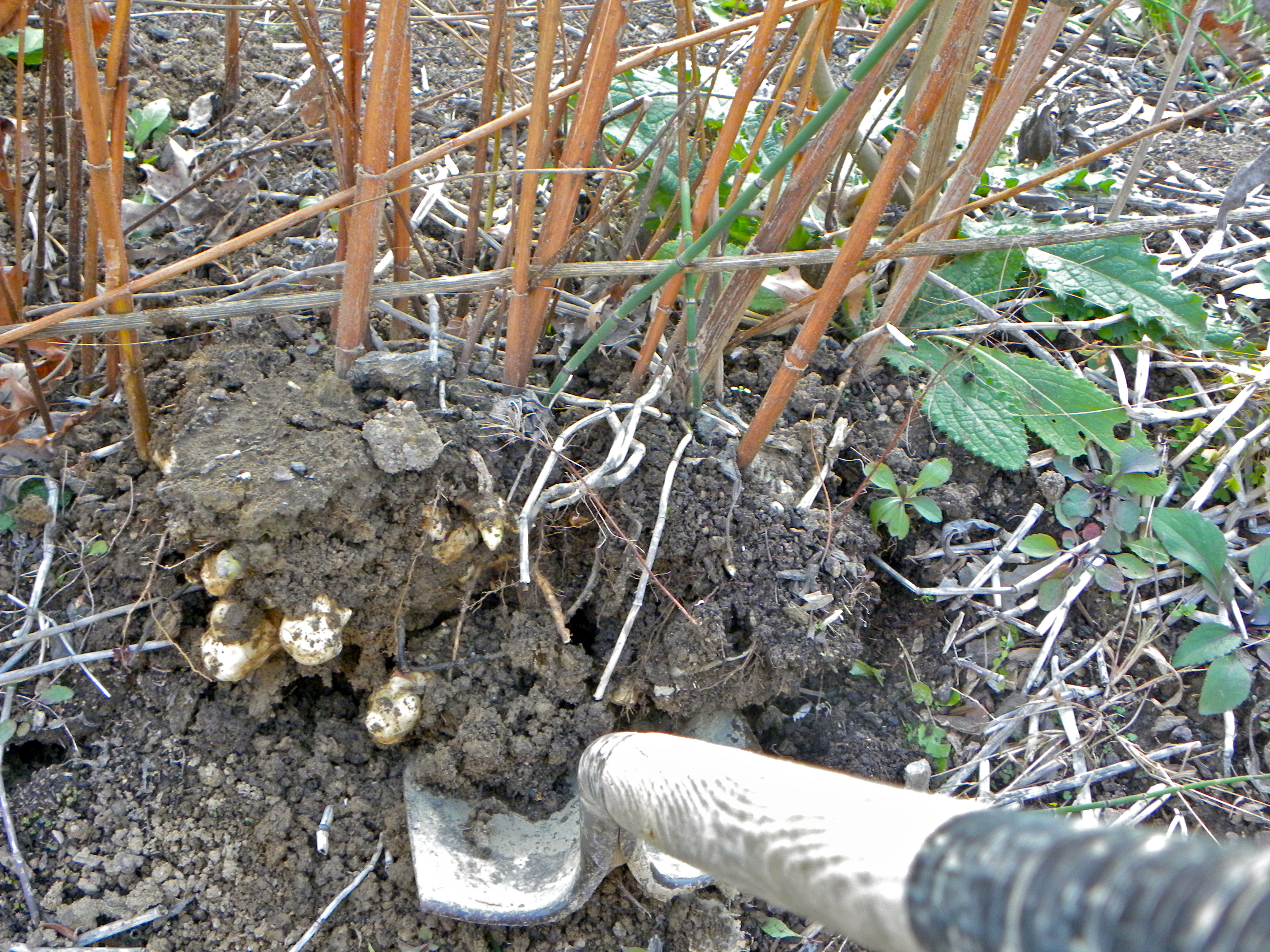 New class: Rooted in Gratitude: Treasure Lake, Petersburg, KY, : November 30th, 2019
