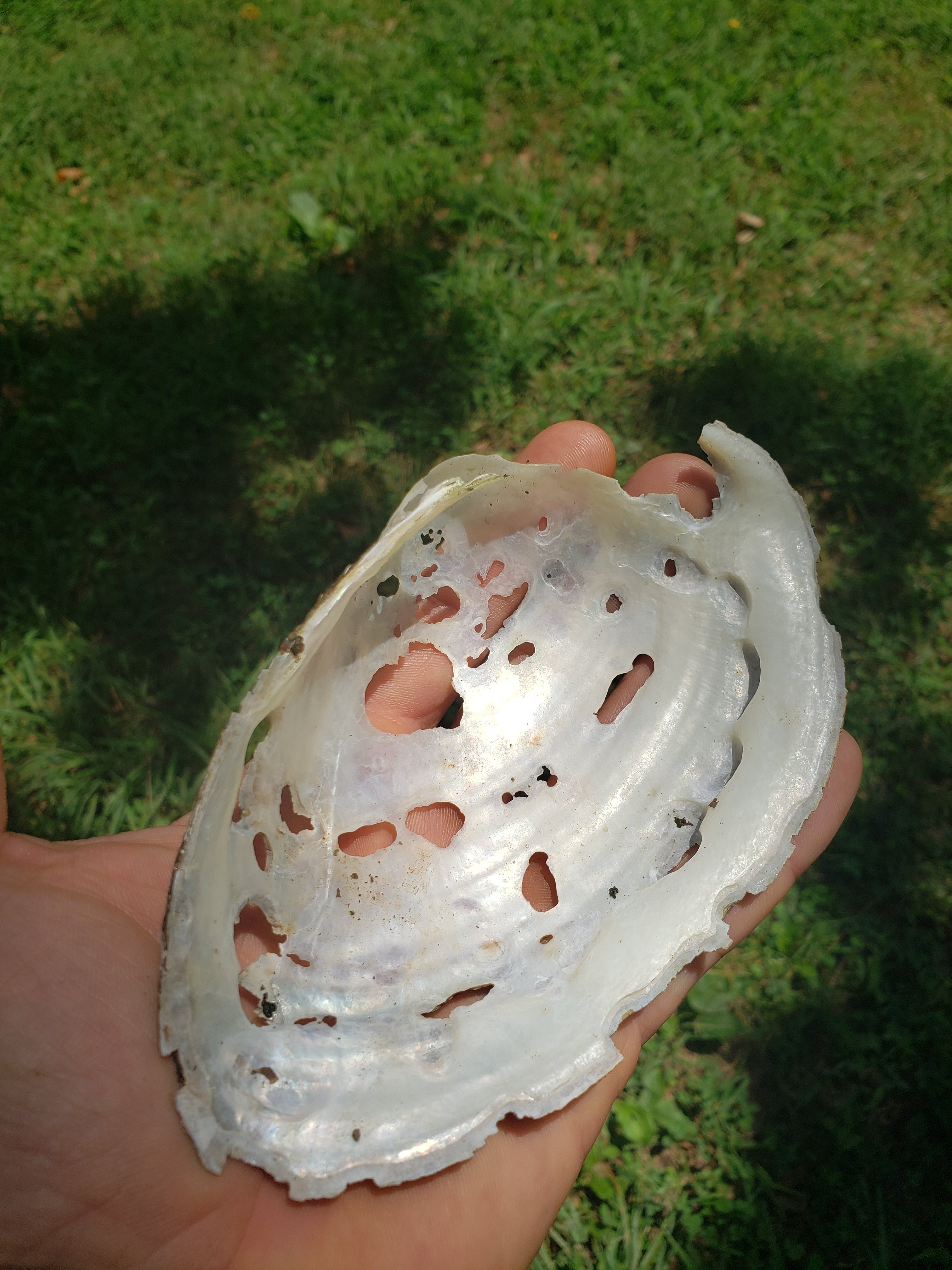 Summer Yields Much: TreeYo Project Update Blog